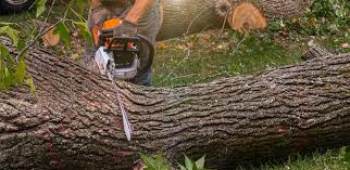 Best Tree and Shrub Care  in USA